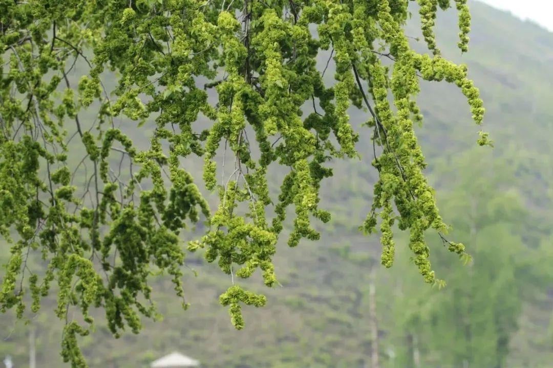 du-cay-canh-nguoi-xua-t2-17206434009561406381721-1755515263091886958257-1755681755241-17556817554051583362844.jpg