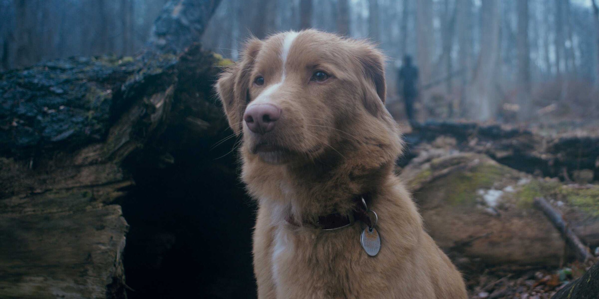 good-boy-indy-in-woods-1755673302898-1755673303148450354179-1755682919255-1755682919339794002171.jpg
