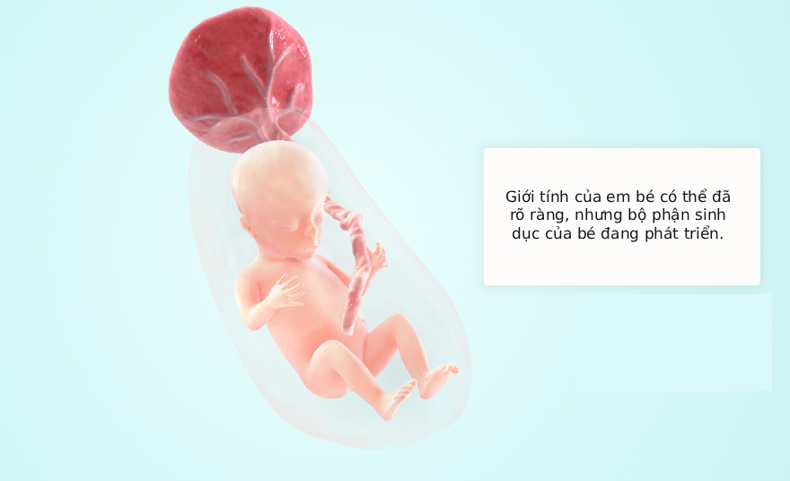 Tuần thai thứ 14: Bé bắt đầu mọc lông mày, mẹ có thể cảm nhận con cử động trong bụng- Ảnh 5. Tuần thai thứ 14: Bé bắt đầu mọc lông mày, mẹ có thể cảm nhận con cử động trong bụng- Ảnh 5.