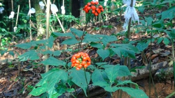 Loại lá đắt đỏ bậc nhất thế giới, 150 triệu đồng/kg, chỉ duy nhất Việt Nam sở hữu - Ảnh 1. Loại lá đắt đỏ bậc nhất thế giới, 150 triệu đồng/kg, chỉ duy nhất Việt Nam sở hữu - Ảnh 1.