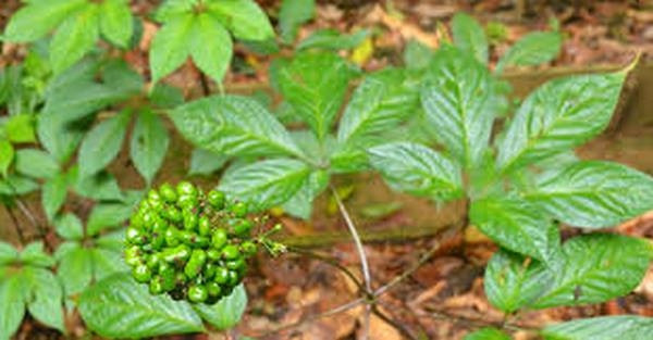 Loại lá đắt đỏ bậc nhất thế giới, 150 triệu đồng/kg, chỉ duy nhất Việt Nam sở hữu - Ảnh 6. Loại lá đắt đỏ bậc nhất thế giới, 150 triệu đồng/kg, chỉ duy nhất Việt Nam sở hữu - Ảnh 6.