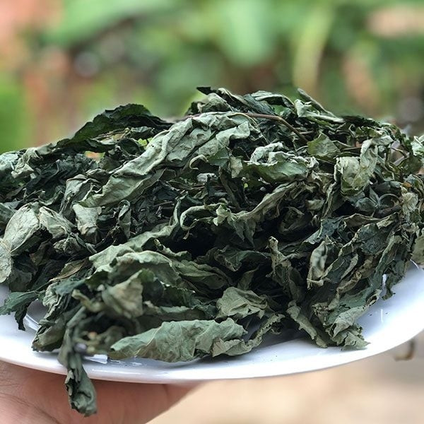 Loại lá đắt đỏ bậc nhất thế giới, 150 triệu đồng/kg, chỉ duy nhất Việt Nam sở hữu - Ảnh 7. Loại lá đắt đỏ bậc nhất thế giới, 150 triệu đồng/kg, chỉ duy nhất Việt Nam sở hữu - Ảnh 7.