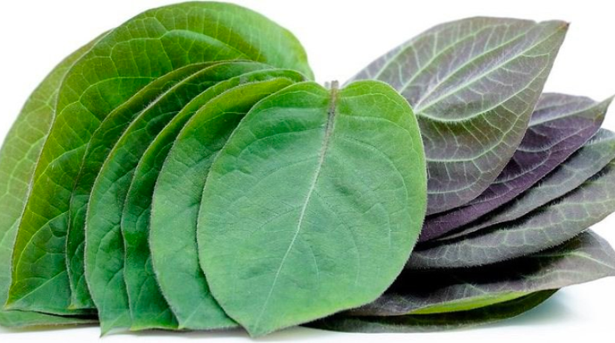 2 loại rau &iacute;t "ngậm" thuốc trừ s&acirc;u, c&aacute;i số 1 đầy ở chợ nhiều người kh&ocirc;ng biết m&agrave; mua - Ảnh 3.