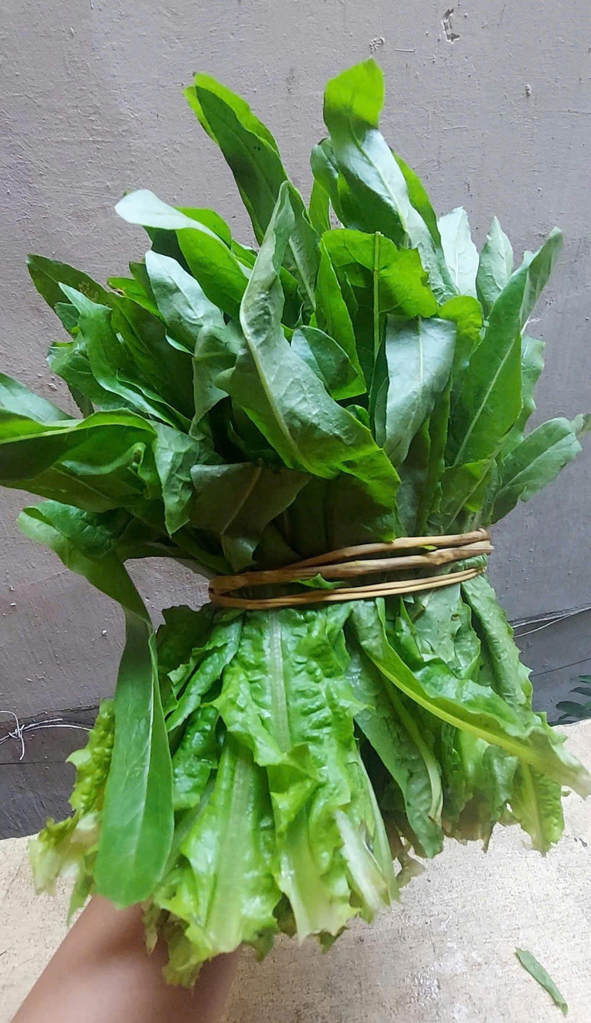 2 loại rau &iacute;t "ngậm" thuốc trừ s&acirc;u, c&aacute;i số 1 đầy ở chợ nhiều người kh&ocirc;ng biết m&agrave; mua - Ảnh 1.