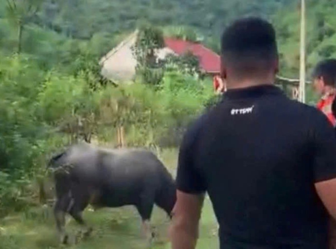 Đang đi chơi trên đường, bé gái 4 tuổi bị trâu húc tử vong - Ảnh 1. Đang đi chơi trên đường, bé gái 4 tuổi bị trâu húc tử vong - Ảnh 1.