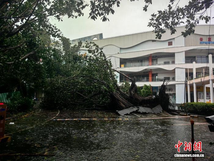 Cảnh tượng kinh ho&agrave;ng khi b&atilde;o số 5 (b&atilde;o Kajiki) đổ bộ Trung Quốc: C&acirc;y đổ h&agrave;ng loạt, giao th&ocirc;ng t&ecirc; liệt - Ảnh 1.