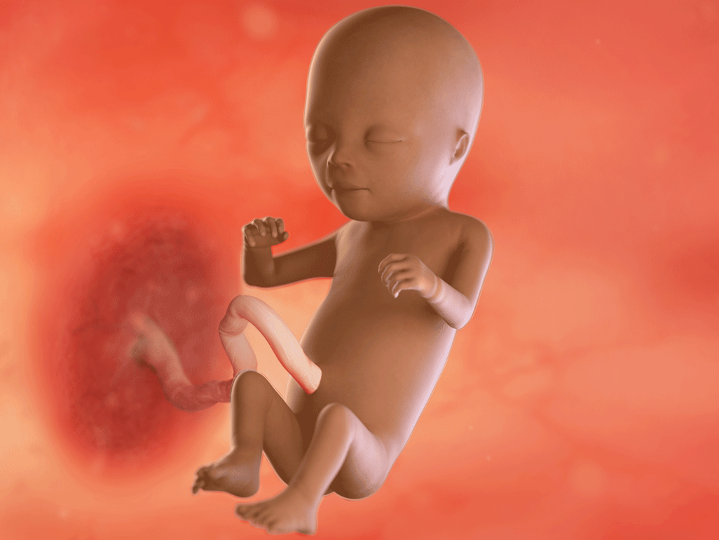 Tuần thai thứ 15: Bé mọc lông mi và ngày càng “nghịch ngợm” hơn trong bụng mẹ- Ảnh 8. Tuần thai thứ 15: Bé mọc lông mi và ngày càng “nghịch ngợm” hơn trong bụng mẹ- Ảnh 8.