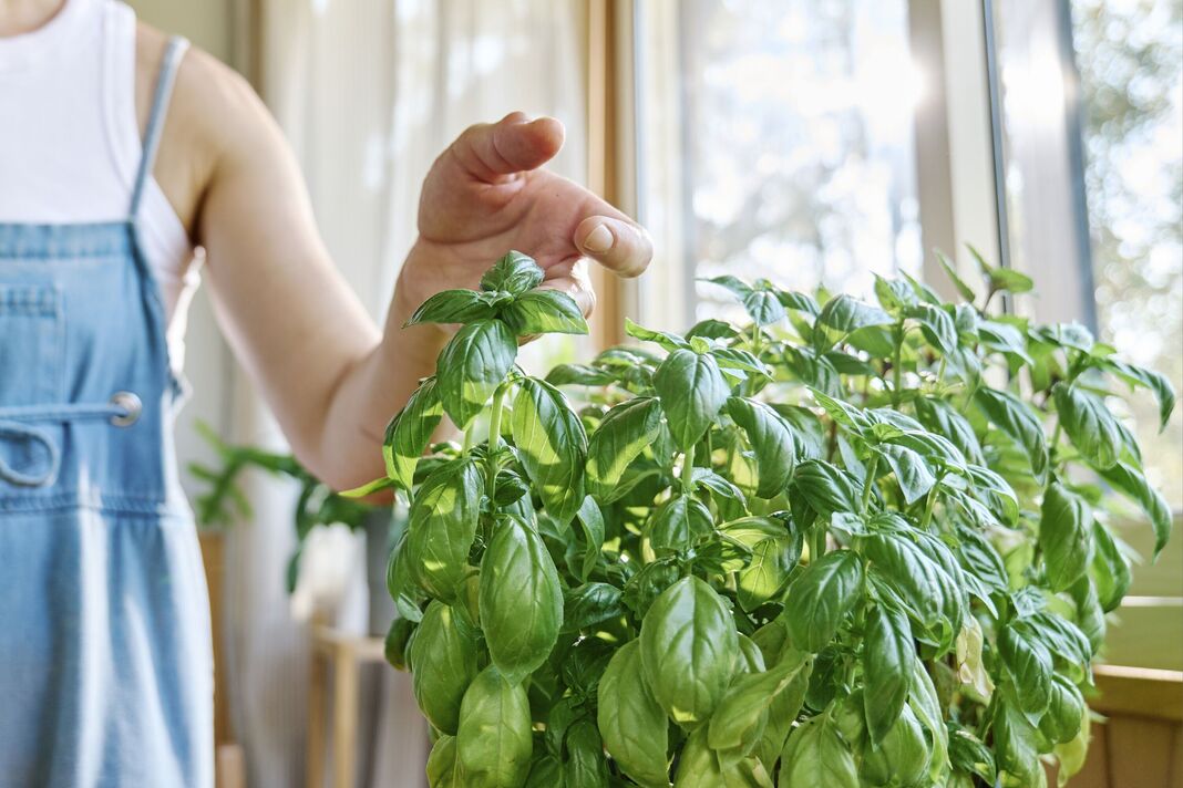 Các hộ gia đình ở Anh được khuyến khích đặt húng quế ở cửa sổ vào thứ Hai- Ảnh 1. Các hộ gia đình ở Anh được khuyến khích đặt húng quế ở cửa sổ vào thứ Hai- Ảnh 1.