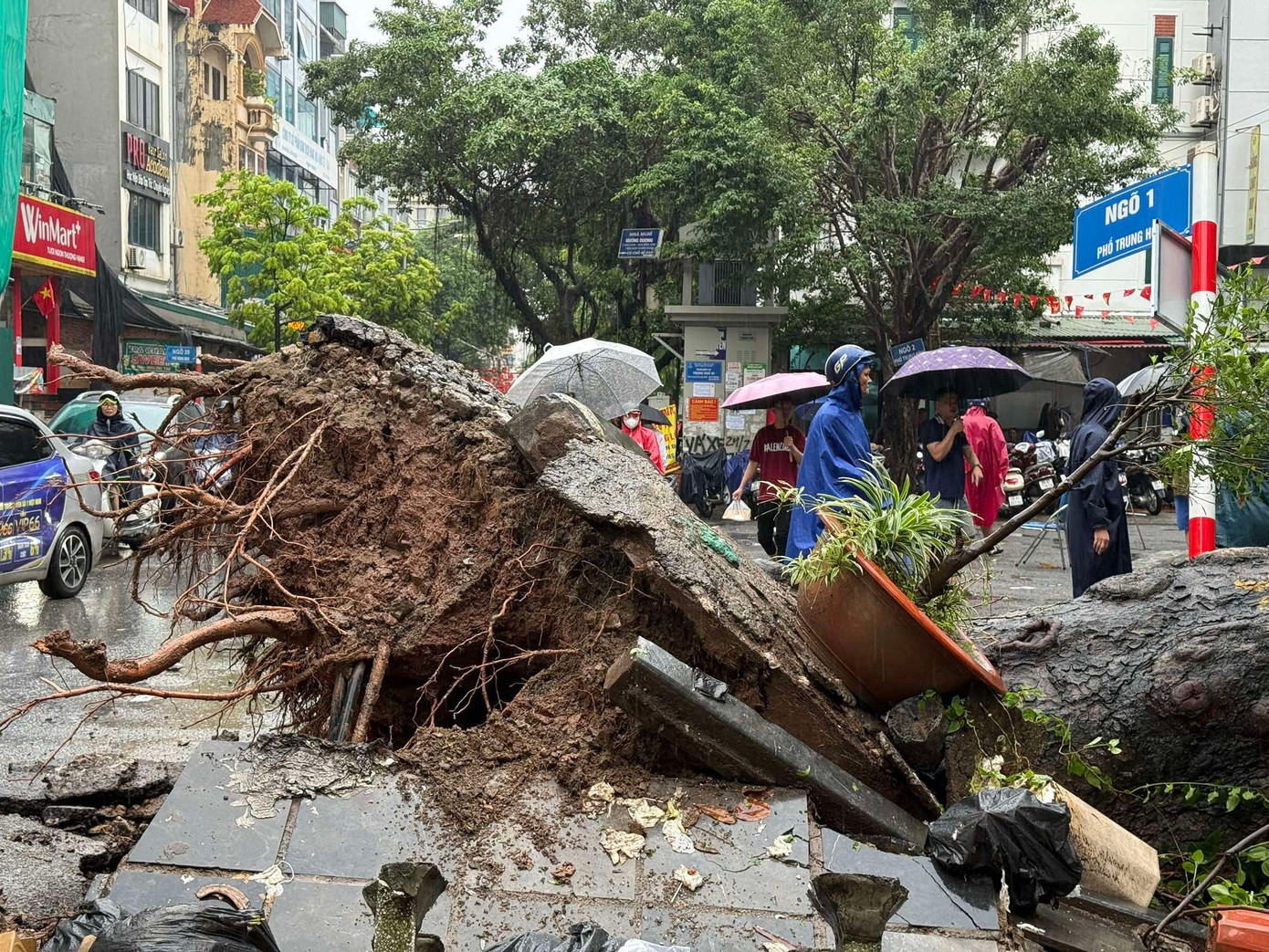 Hà Nội: Cây xà cừ cổ thụ đổ đè bẹp 2 ô tô trên phố Trung Kính - Ảnh 2. Hà Nội: Cây xà cừ cổ thụ đổ đè bẹp 2 ô tô trên phố Trung Kính - Ảnh 2.