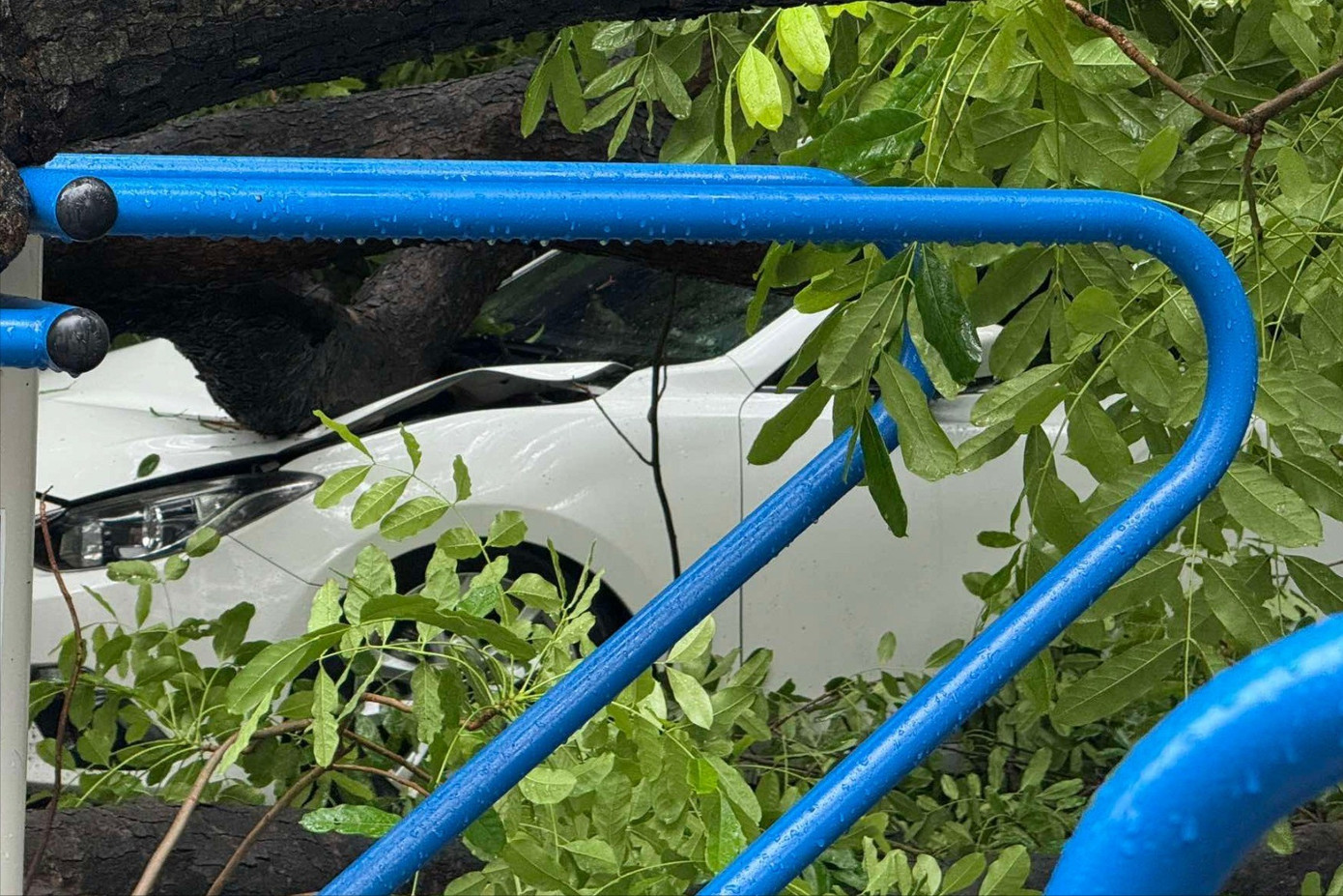 Hà Nội: Cây xà cừ cổ thụ đổ đè bẹp 2 ô tô trên phố Trung Kính - Ảnh 1. Hà Nội: Cây xà cừ cổ thụ đổ đè bẹp 2 ô tô trên phố Trung Kính - Ảnh 1.