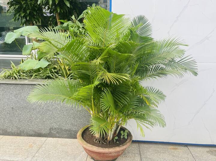 Ông bà xưa truyền: Trồng 3 loại cây này trước cổng, con cháu dễ gặp quý nhân phù trợ - Ảnh 1. Ông bà xưa truyền: Trồng 3 loại cây này trước cổng, con cháu dễ gặp quý nhân phù trợ - Ảnh 1.