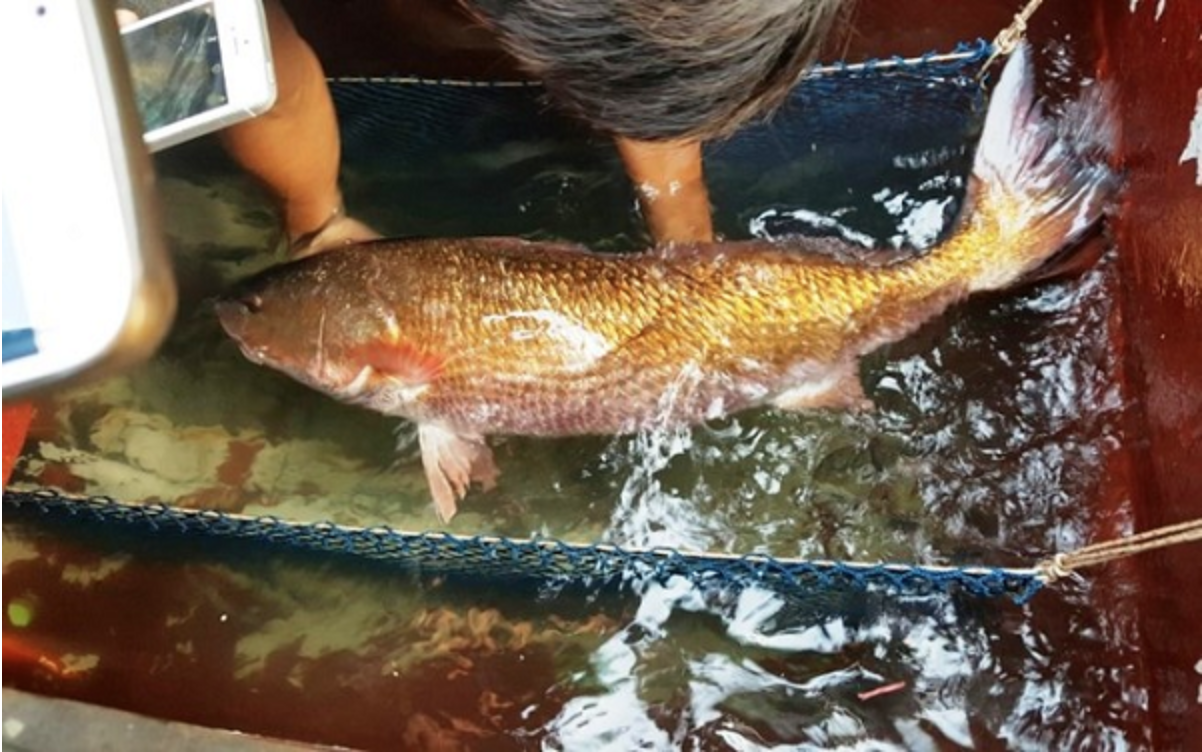 Loài cá Việt Nam "giá tiền tỷ", trong bụng chứa báu vật khiến giới nhà giàu săn lùng khắp châu Á - Ảnh 1. Loài cá Việt Nam "giá tiền tỷ", trong bụng chứa báu vật khiến giới nhà giàu săn lùng khắp châu Á - Ảnh 1.
