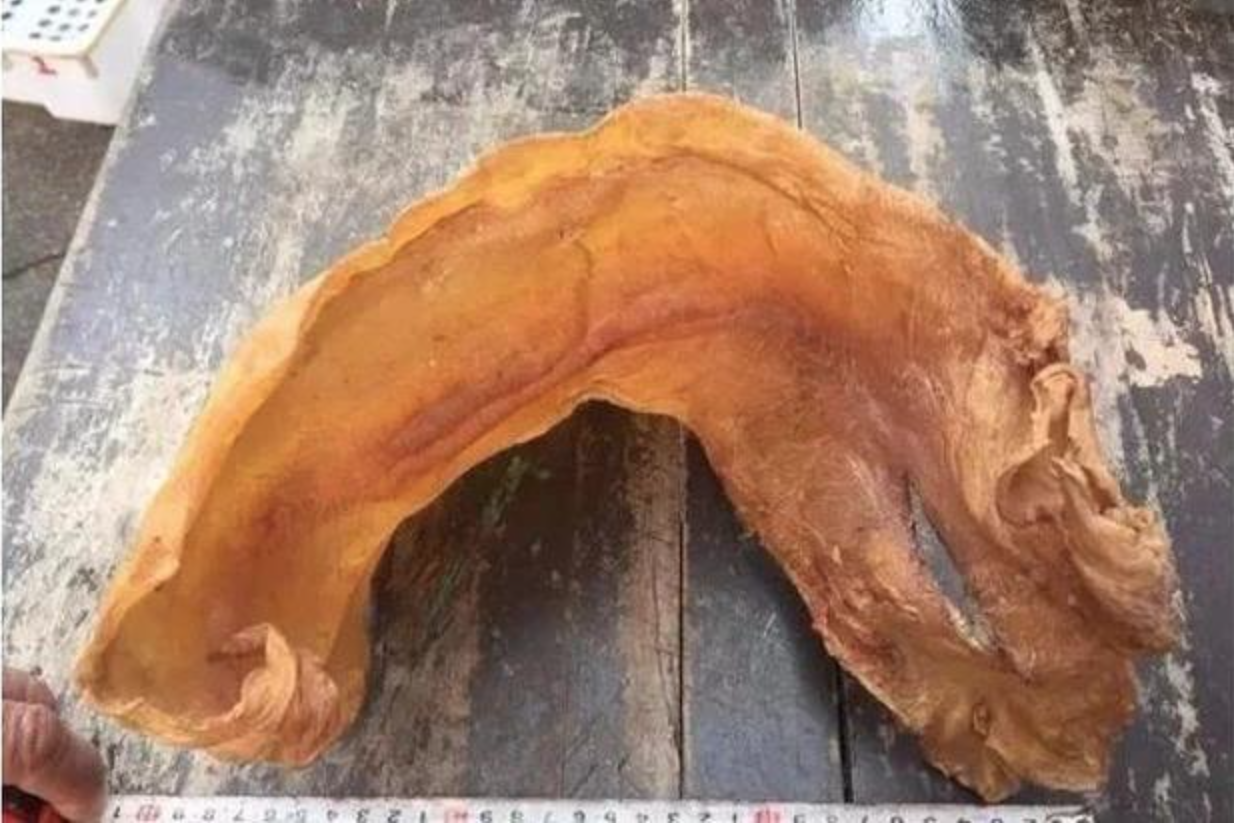 Loài cá Việt Nam "giá tiền tỷ", trong bụng chứa báu vật khiến giới nhà giàu săn lùng khắp châu Á - Ảnh 2. Loài cá Việt Nam "giá tiền tỷ", trong bụng chứa báu vật khiến giới nhà giàu săn lùng khắp châu Á - Ảnh 2.
