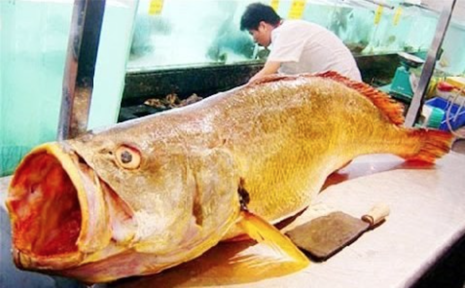 Loài cá Việt Nam "giá tiền tỷ", trong bụng chứa báu vật khiến giới nhà giàu săn lùng khắp châu Á - Ảnh 3. Loài cá Việt Nam "giá tiền tỷ", trong bụng chứa báu vật khiến giới nhà giàu săn lùng khắp châu Á - Ảnh 3.