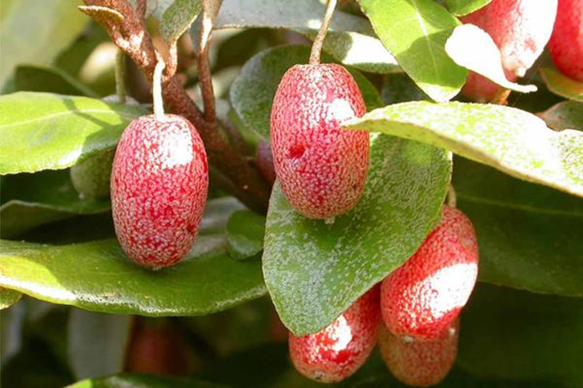 Loại cây ở Việt Nam trồng bạt ngàn, sang "trời tây" giá 3,5 triệu đồng/cây - Ảnh 1. Loại cây ở Việt Nam trồng bạt ngàn, sang "trời tây" có giá 3 triệu - Ảnh 1.