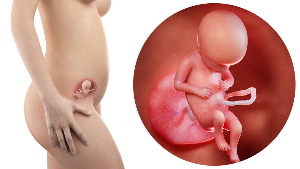 Tuần thai thứ 17: Bé yêu bắt đầu tích mỡ giữ ấm cơ thể, còn mẹ tăng cân thấy rõ- Ảnh 6.