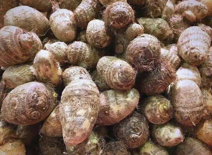 Mùa thu ra chợ cứ mang theo bí quyết chọn 10 loại rau củ quả này thì ngay cả người bán hàng lâu năm cũng phải "bái phục" - Ảnh 4. Mùa thu ra chợ cứ mang theo bí quyết chọn 10 loại rau củ quả này thì ngay cả người bán hàng lâu năm cũng phải "bái phục" - Ảnh 4.