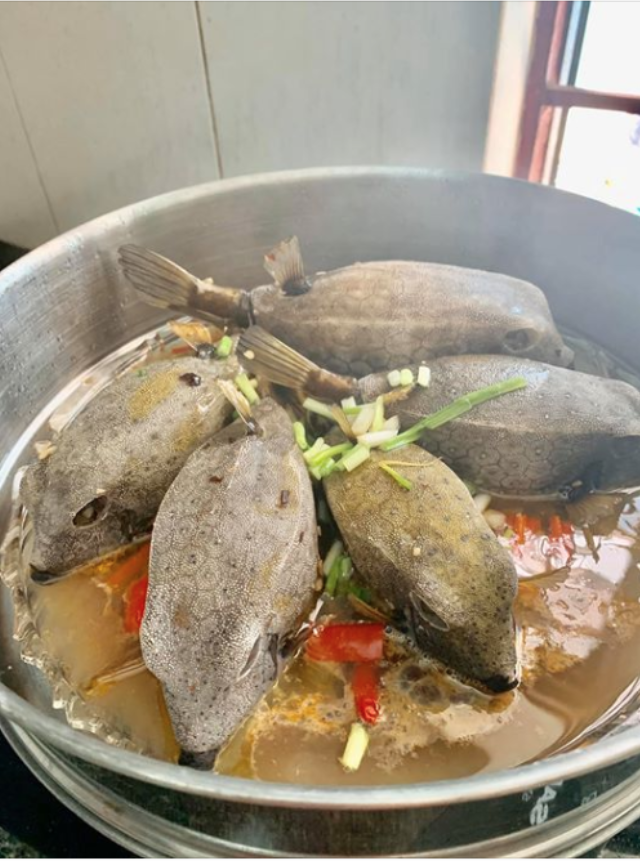 Việt Nam có loài cá nhìn như thuỷ quái, thịt ngon hơn cả gà, giá đến tiền triệu vẫn cháy hàng - Ảnh 1. Việt Nam có loài cá nhìn như thuỷ quái, thịt ngon hơn cả gà, giá đến tiền triệu vẫn cháy hàng - Ảnh 1.