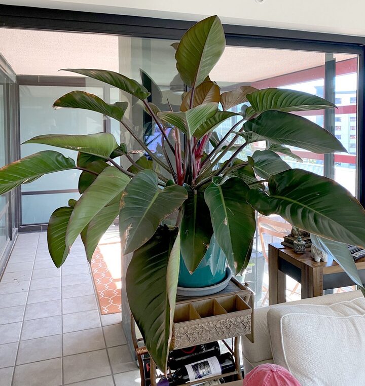 monstera-17525622-1754465364609-1754465365069591398882.jpg