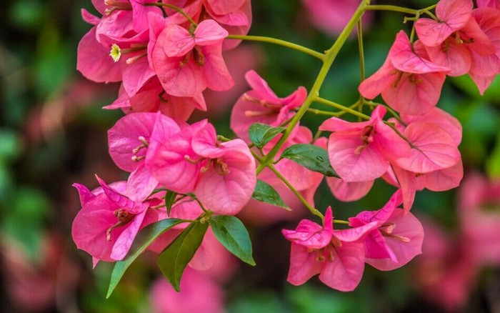popular-types-species-and-cultivars-3-16841196233591586342083-12-0-606-950-crop-16841196283031028668695-17545337928041639450422.jpeg