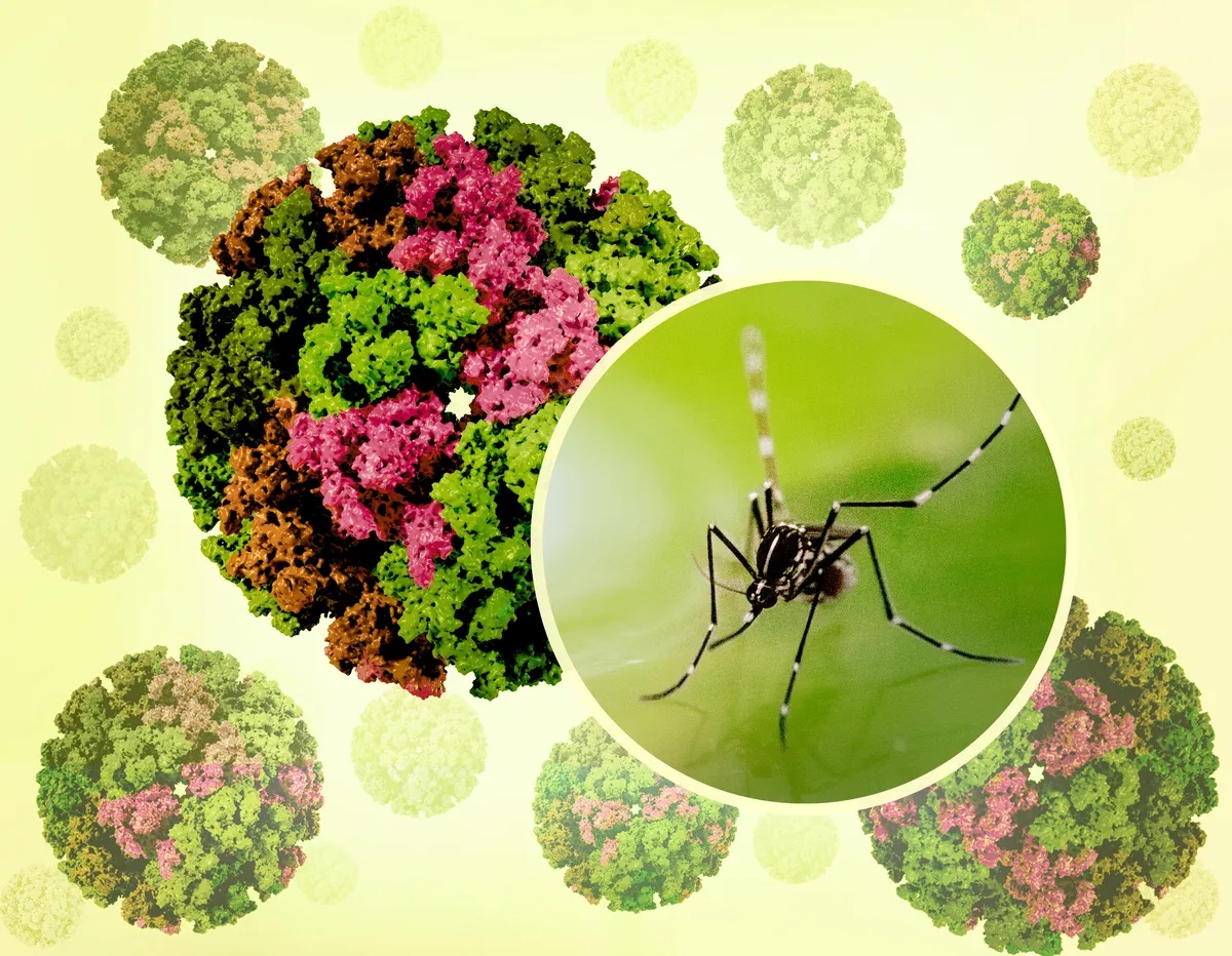 Virus Chikungunya 