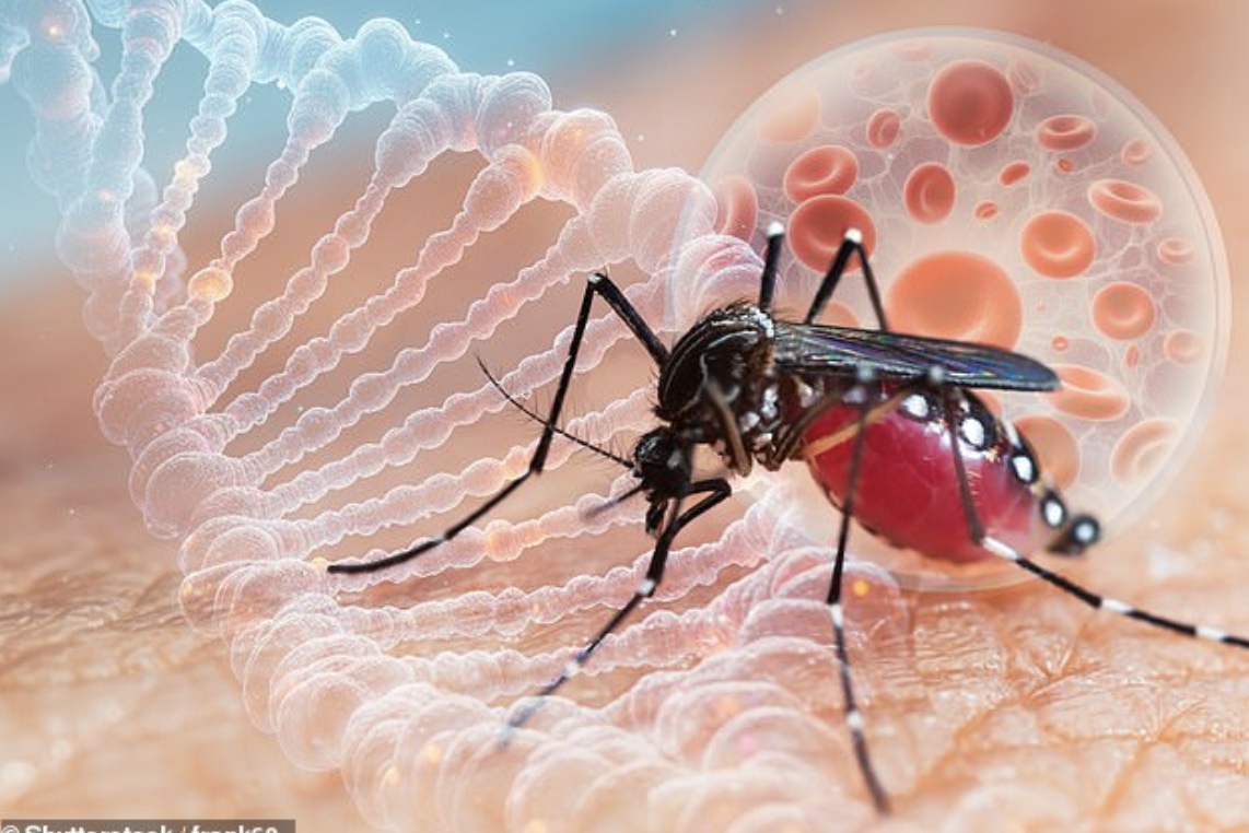 Virus Chikungunya 