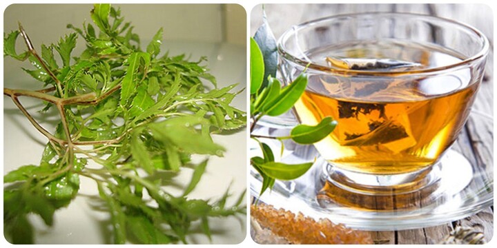 Người bị đau dạ dày có được uống nước lá đinh lăng? - Ảnh 1.