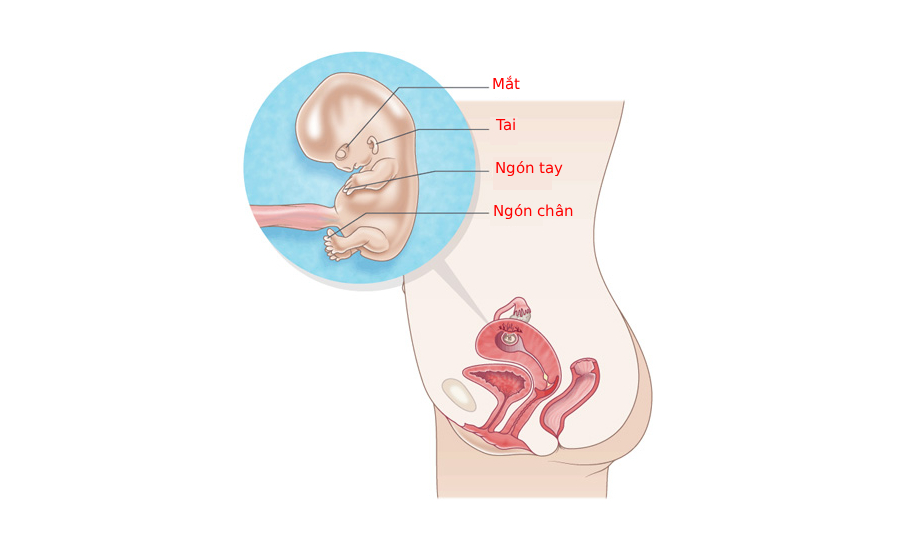 Tuần thai thứ 10: Bé bắt đầu mọc lông tơ và móng tay, mẹ đã thấy bụng lộ dần chưa?- Ảnh 7.