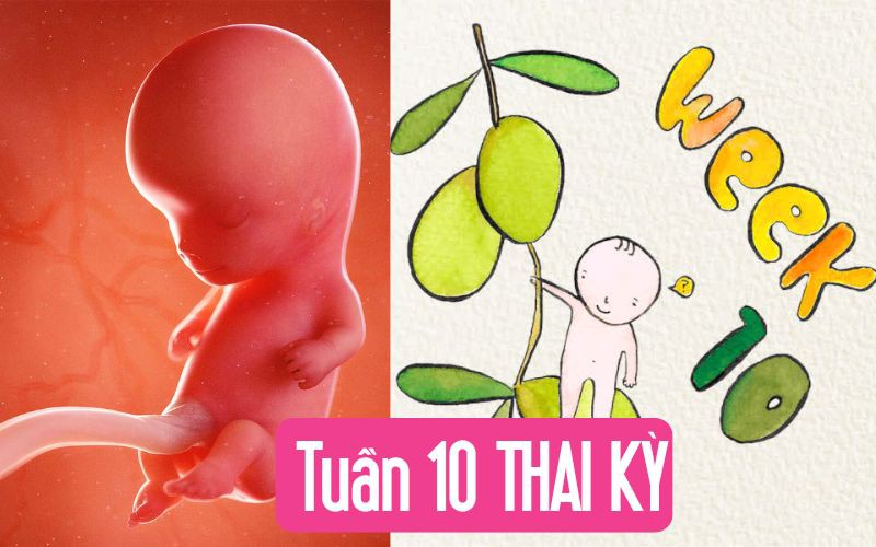 Tuần thai thứ 10: Bé bắt đầu mọc lông tơ và móng tay, mẹ đã thấy bụng lộ dần chưa?