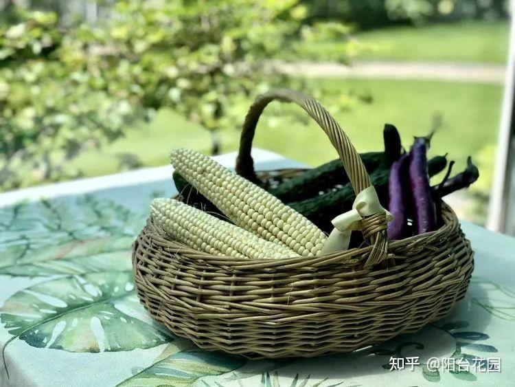 Từ giấc mơ châu Âu đến khu vườn 400m²: Người phụ nữ trung niên biến biệt thự thành thiên đường hoa bốn mùa- Ảnh 16.