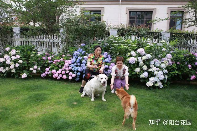 Từ giấc mơ châu Âu đến khu vườn 400m²: Người phụ nữ trung niên biến biệt thự thành thiên đường hoa bốn mùa- Ảnh 12.