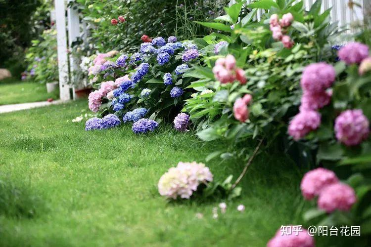 Từ giấc mơ châu Âu đến khu vườn 400m²: Người phụ nữ trung niên biến biệt thự thành thiên đường hoa bốn mùa- Ảnh 17.