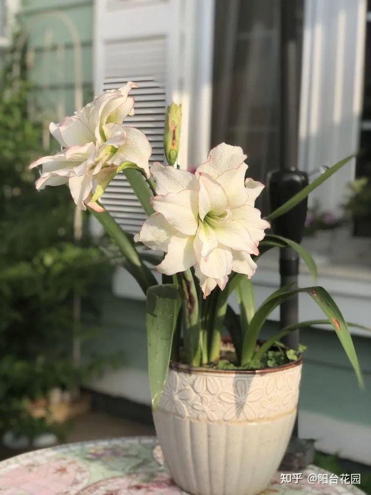 Từ giấc mơ châu Âu đến khu vườn 400m²: Người phụ nữ trung niên biến biệt thự thành thiên đường hoa bốn mùa- Ảnh 21.