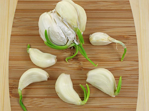 Đừng bỏ lỡ: 3 loại rau củ rẻ tiền nhưng là "kho kháng sinh tự nhiên" cho cả nhà - Ảnh 2. Đừng bỏ lỡ: 3 loại rau củ rẻ tiền nhưng là "kho kháng sinh tự nhiên" cho cả nhà - Ảnh 2.