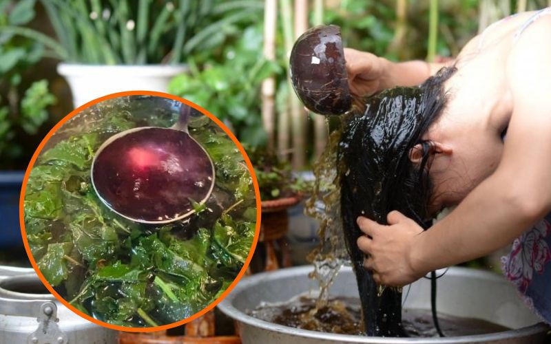 Hết hồn vì tóc rụng, ai ngờ 1 loại lá trong vườn lại là cứu tinh chống rụng tóc, kích thích nhanh mọc tóc con