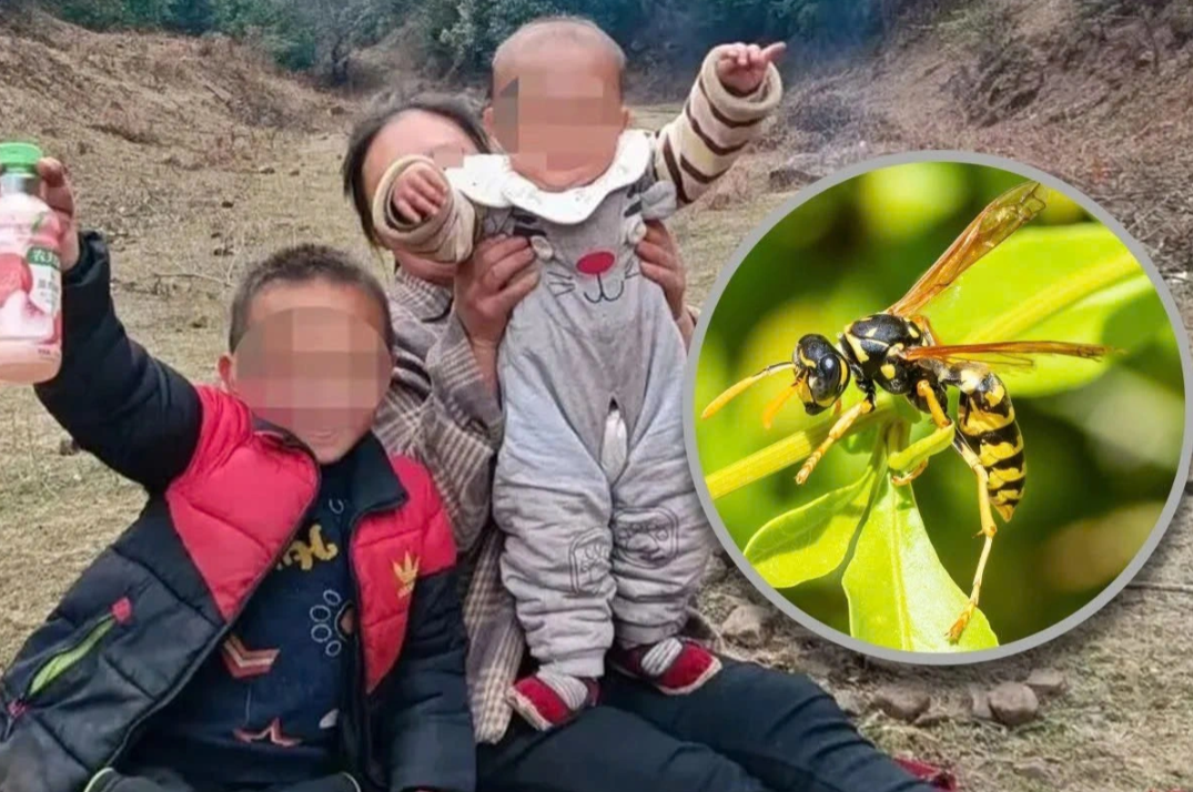 Đưa hai cháu ra ruộng ngô chơi, bà bàng hoàng phát hiện cả hai bị ong bắp cày đốt tử vong: Bé trai 300 vết, bé gái 700 vết - Ảnh 1. Đưa hai cháu ra ruộng ngô chơi, bà bàng hoàng phát hiện cả hai bị ong bắp cày đốt tử vong: Bé trai 300 vết, bé gái 700 vết - Ảnh 1.