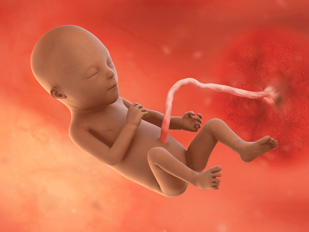 Tuần thai thứ 21: Giác quan của bé phát triển, đã có thể nghe được mẹ nói chuyện- Ảnh 7.