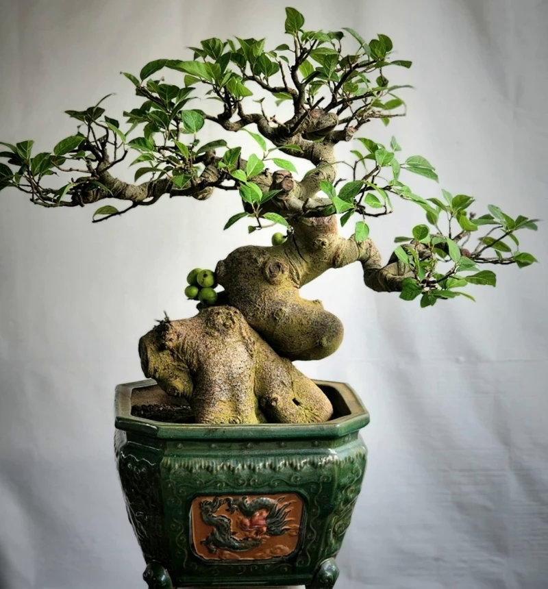 sung-bonsai02-638364158257299421-1757939357713898937752-1758084015968-17580840161301977476207.png