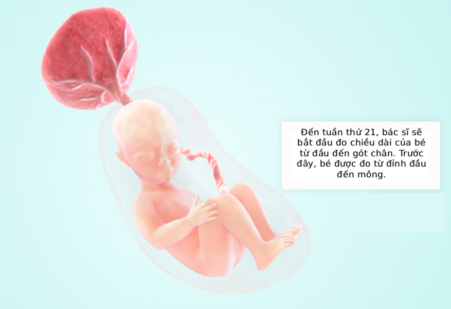 Tuần thai thứ 21: Giác quan của bé phát triển, đã có thể nghe được mẹ nói chuyện- Ảnh 5.