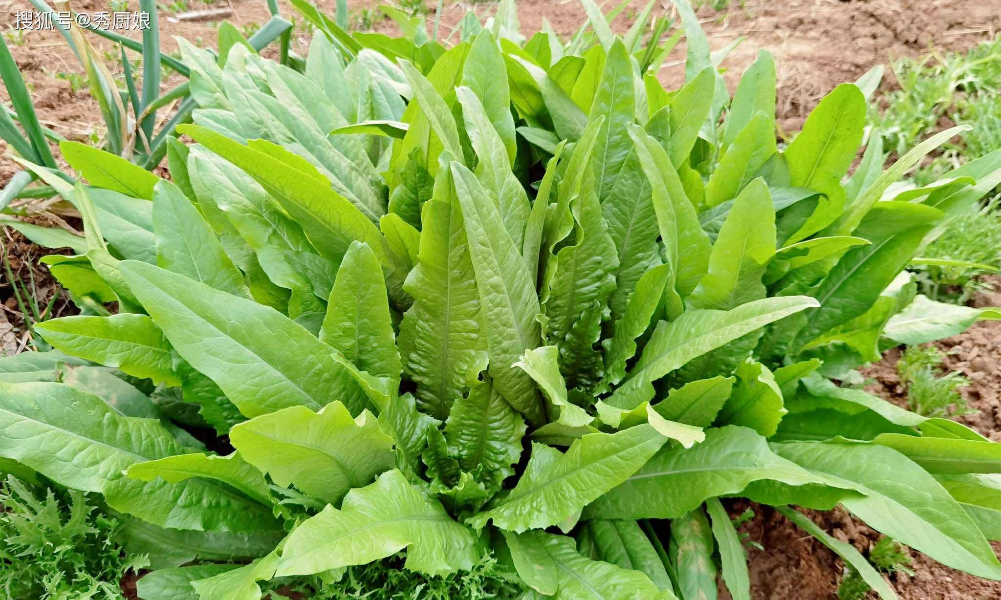 3 loại rau cực bổ phổi: Nấu và ăn luân phiên 1 lần/tuần khi trời lạnh giúp dưỡng ẩm và giải độc cho phổi - Ảnh 4. 3 loại rau cực bổ phổi: Nấu và ăn luân phiên 1 lần/tuần khi trời lạnh giúp dưỡng ẩm và giải độc cho phổi - Ảnh 4.