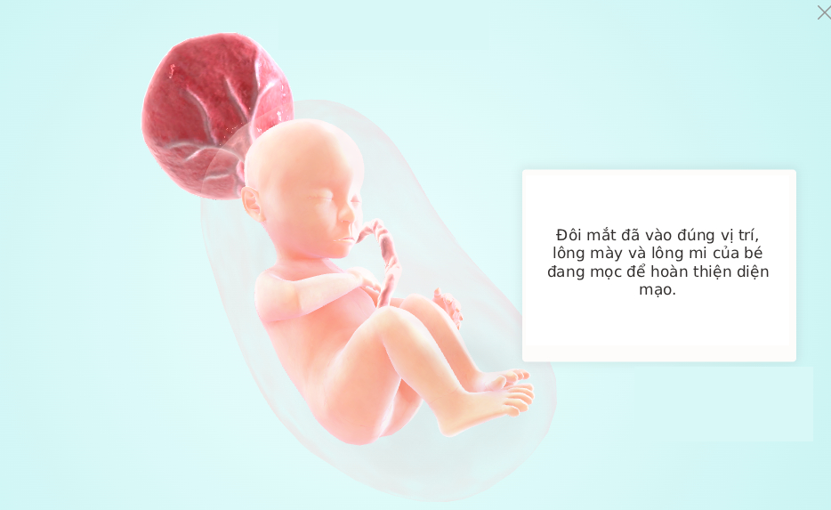 Tuần thai thứ 22: Giác quan của bé đã hoàn thiện, mẹ bắt đầu rạn da- Ảnh 5. Tuần thai thứ 22: Giác quan của bé đã hoàn thiện, mẹ bắt đầu rạn da- Ảnh 5.
