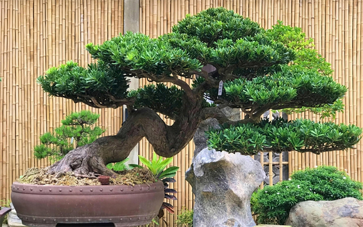Những cây phong thủy hợp với người tuổi Thìn - Ảnh 2. Những cây phong thủy hợp với người tuổi Thìn - Ảnh 2.