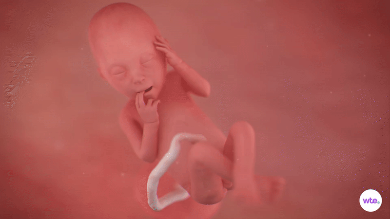 23weekspregnant-babydevelopmentsymptomssigns-weekbyweek-ezgifcom-video-to-gif-converter-17585356875931744265668-1758596938742-1758596944246430922303.gif