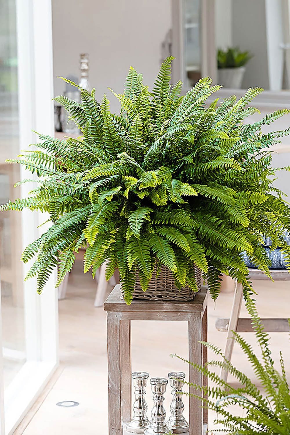 fern-323-1-17585327564461952233522-1758593256190-1758593256401709276775.jpg