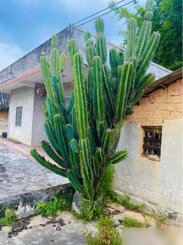 4 loại hoa tuyệt đối không nên trồng trong nhà, vừa độc hại vừa mang phong thủy chia ly, gia chủ dễ gặp xui rủi - Ảnh 2. 4 loại hoa tuyệt đối không nên trồng trong nhà, vừa độc hại vừa mang phong thủy chia ly, gia chủ dễ gặp xui rủi - Ảnh 2.