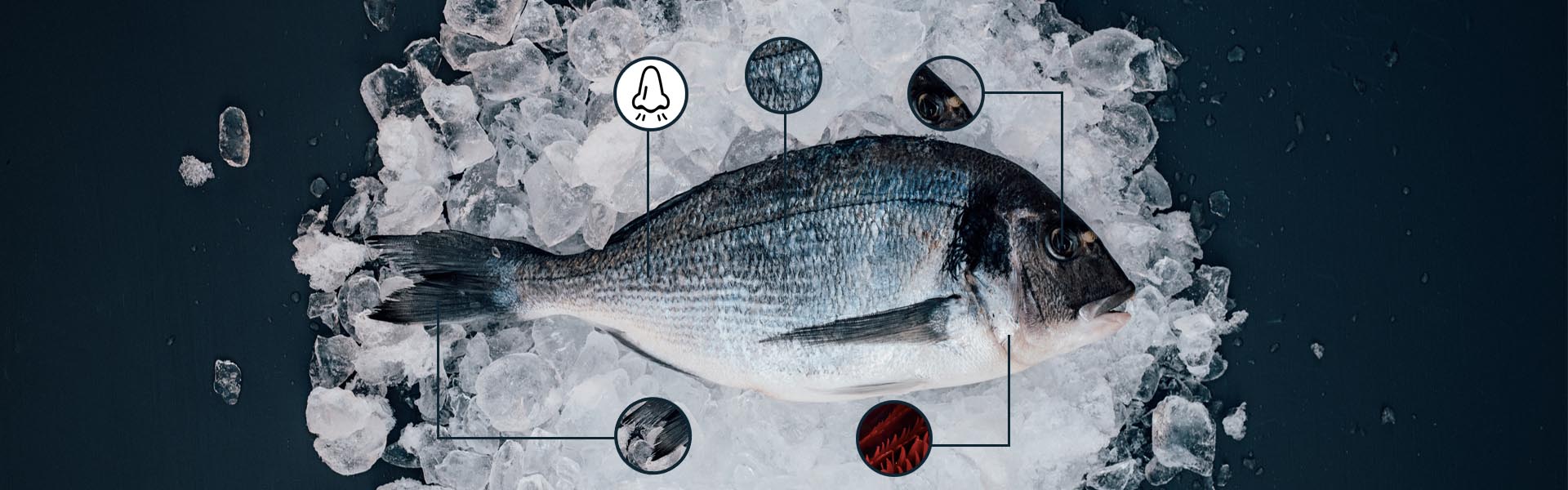 76e530cd62c948b5b7194405548f2034howtochoosefish-17586161762452050682455-1758686825532-1758686825656109416508.jpg
