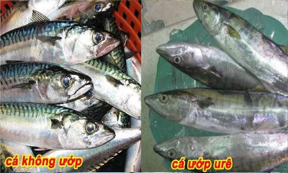 ca-bien-uop-ure-2-ngoisaovn-w1200-h720-1758616405135503771674-1758685835760-17586858374331456393792.jpg