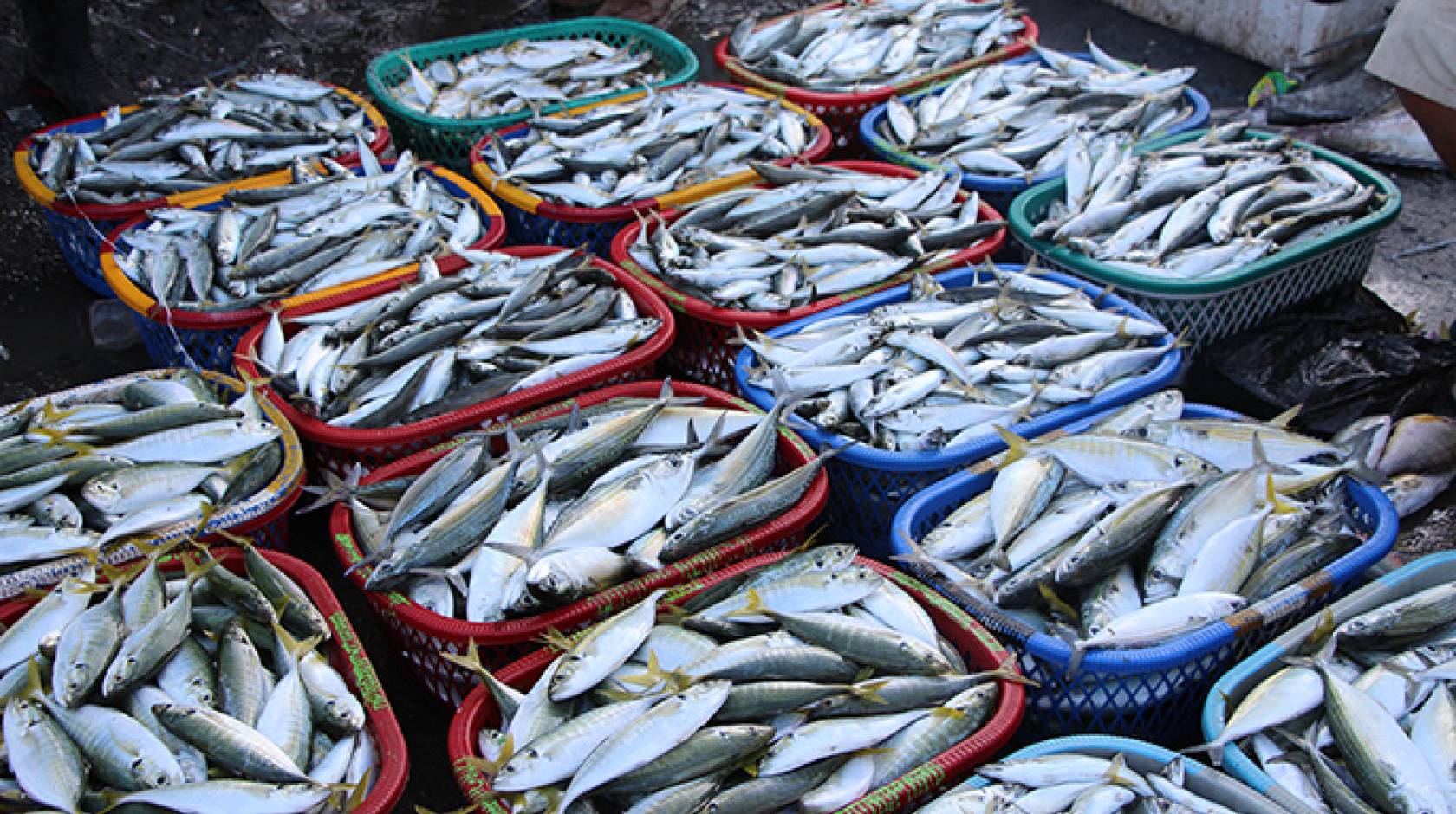 ucdindo-mkt-fishhero-17586167720441675214462-1758685814421-17586858145991273859914.jpg