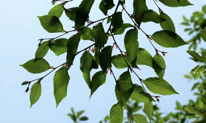 Loài cây “độc nhất vô nhị” trên thế giới sắp tuyệt chủng: Đã hơn 250 tuổi, hạt giống được gửi vào vũ trụ để nhân giống trong không gian - Ảnh 3.