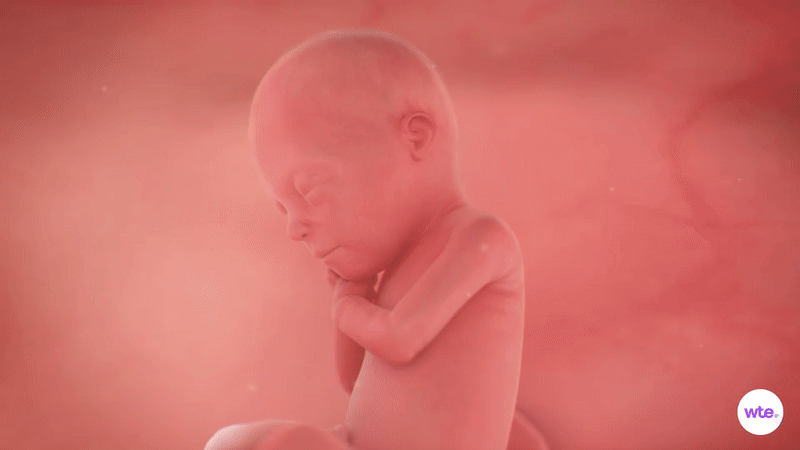 24weekspregnant-babydevelopmentsymptomssigns-weekbyweek-ezgifcom-video-to-gif-converter-1758777614141162142809-1758787926320-17587879264581431427994.gif